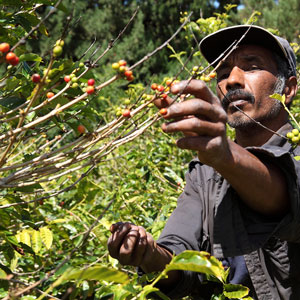 Organic Coffee