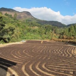 Brazil Cerrado - 12oz Bag