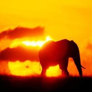 Africa